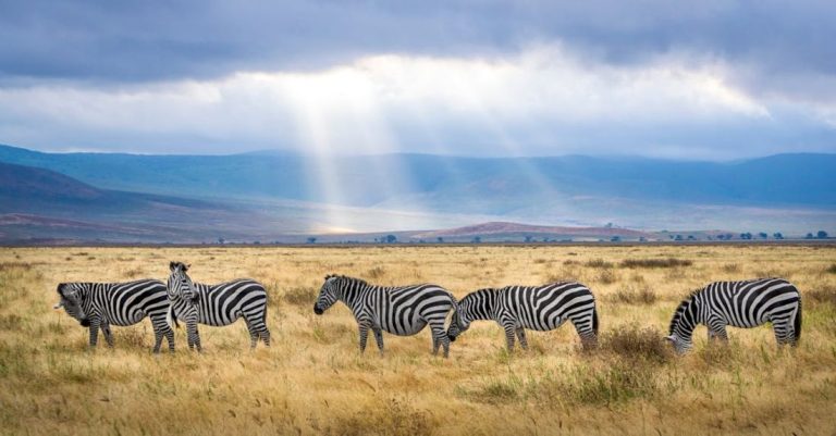 Safari - Five Zebra Grazing on Grass Field