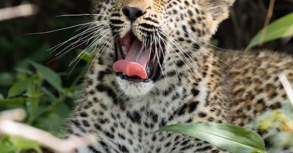 Safaris - Leopard cub yawning in grass