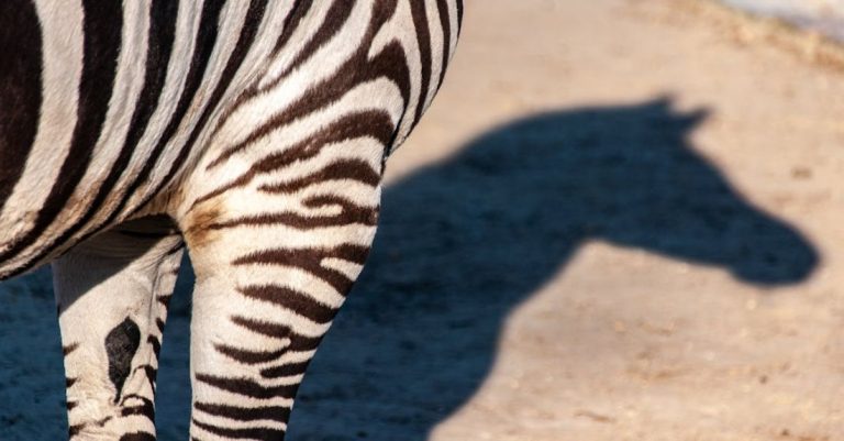Safaris - Streifen und Schatten