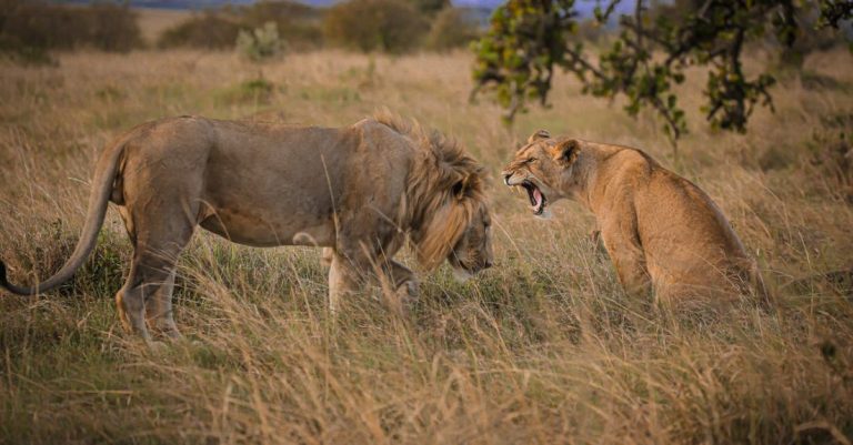 Kruger - Lioness Sitting in Grass and Roaring