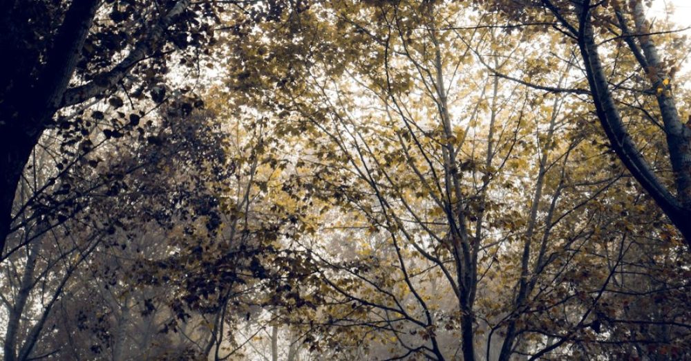 Parks - Trees in a Park