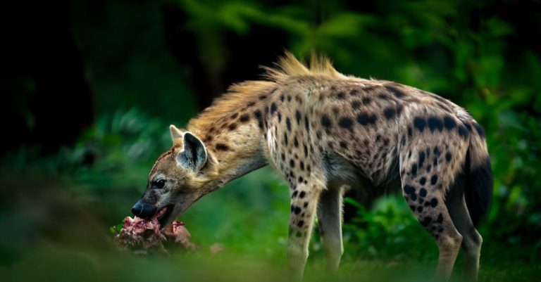 Safaris - Spotted Hyena