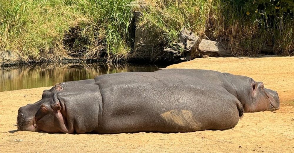 Safaris - Hippos Sunbaking