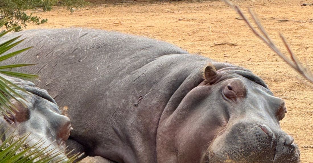 Safaris - Hippos afternoon rest
