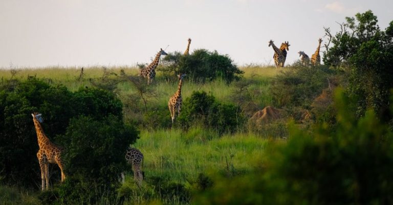 Safari - Giraffes Standing on Grass Field Surrounded by Plants
