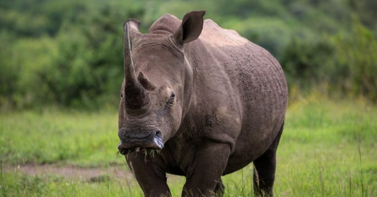 Safaris - Hungry rhino