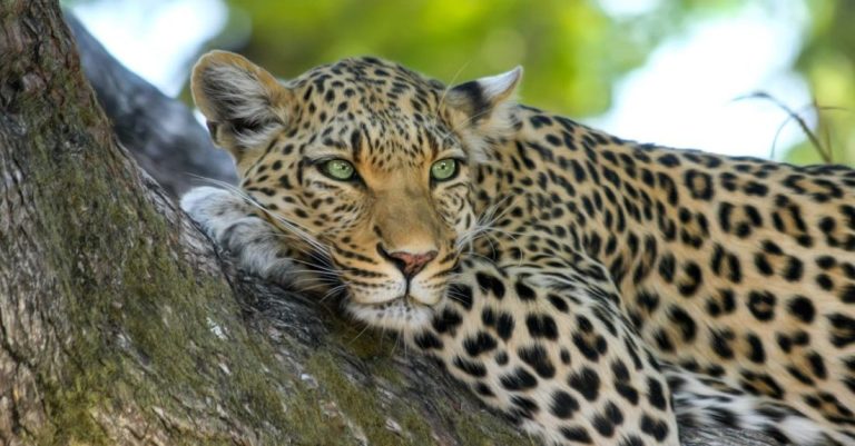 Safari - Leopard on Brown Trunk Tree