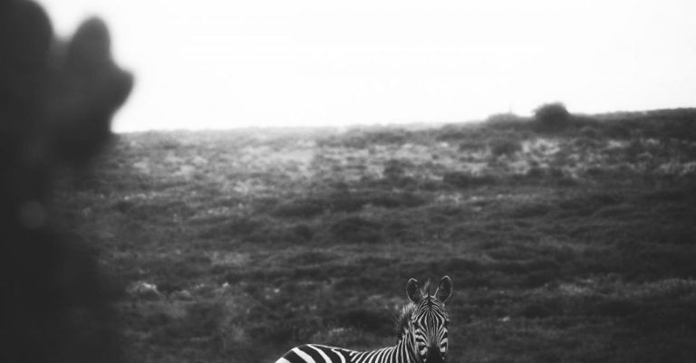 Safaris -