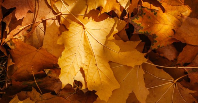 Times - Fallen Yellow Leaves 