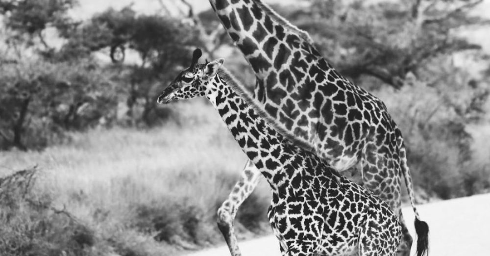 Safaris - Giraffes Walking on Road