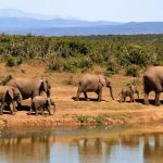 Safari - 7 Elephants Walking Beside Body of Water during Daytime