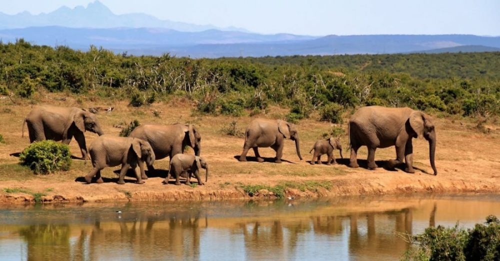 How to Plan an Action-packed Adventure Safari