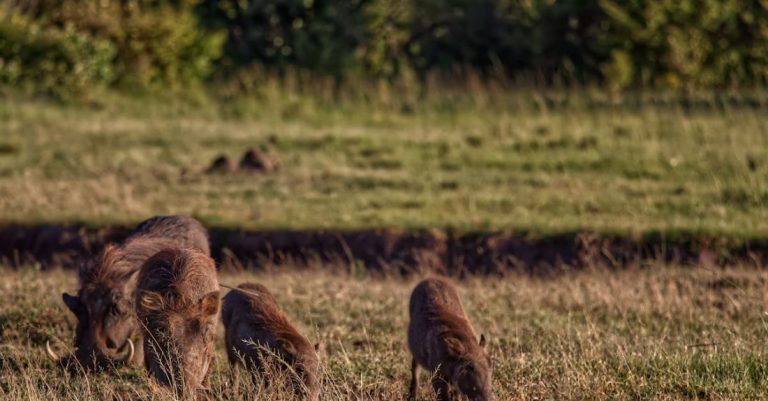 Safaris - Pumba and family