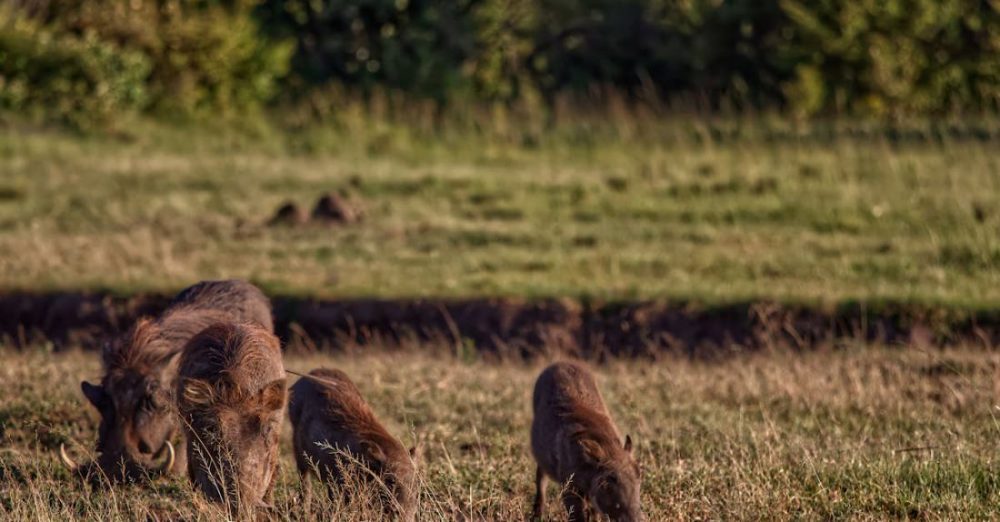 Safaris - Pumba and family