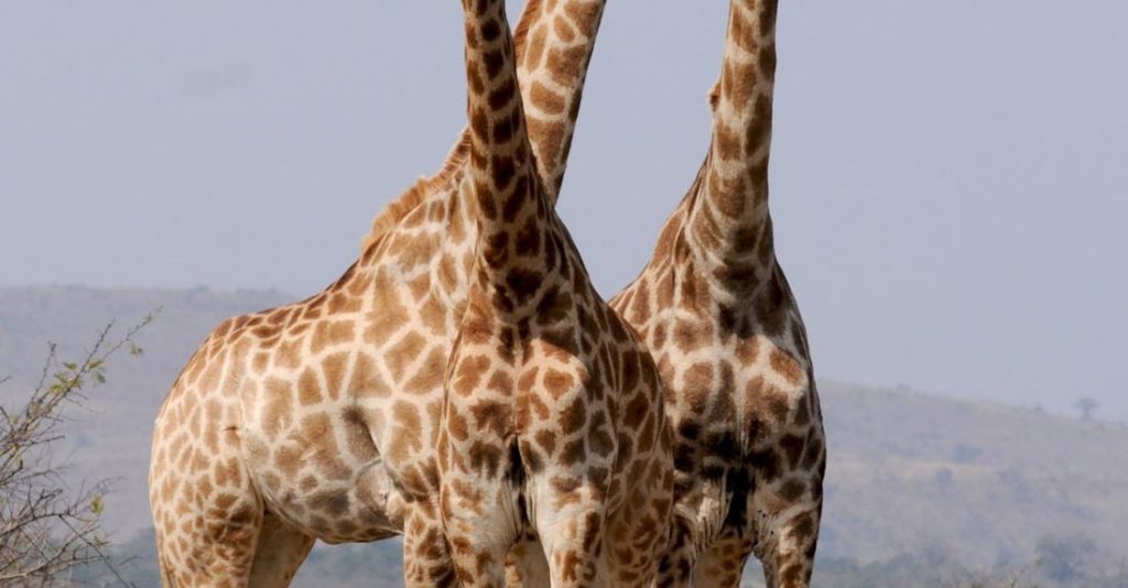 Safari - Three Giraffe Under Gray Sky
