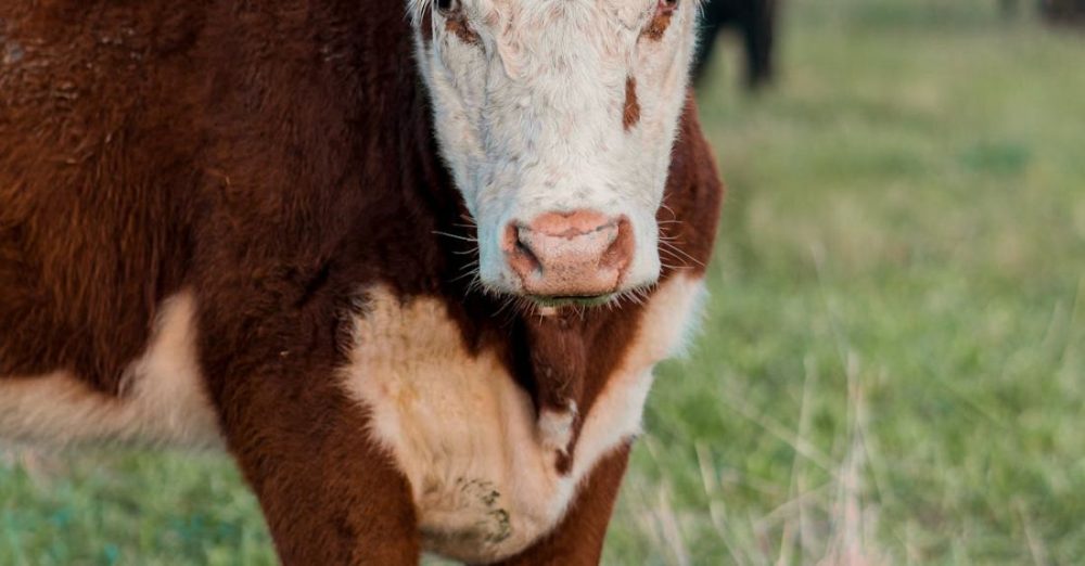 Flora And Fauna - Young Cow in a Field in Uruguay