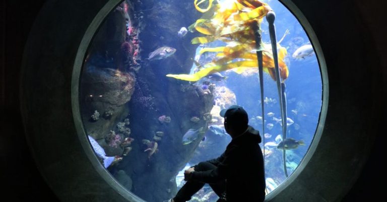 Viewing - Person Sitting on an Aquarium Window