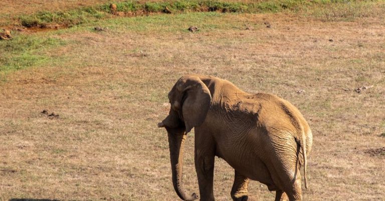Big Five - African elephant on a warm day.