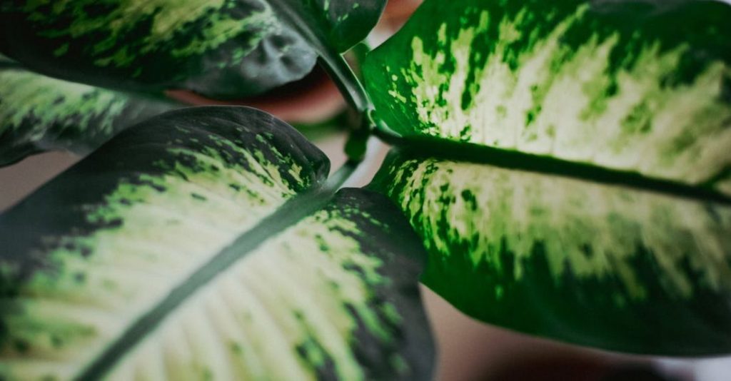 Big Five - A close up of a green plant with white spots