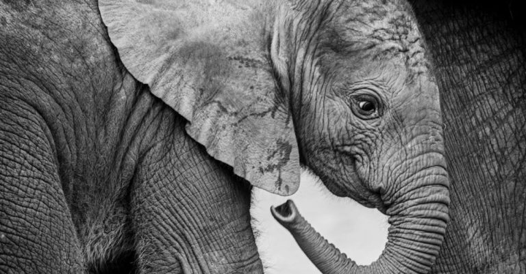 Big Five - Baby Elefant afrikanisch