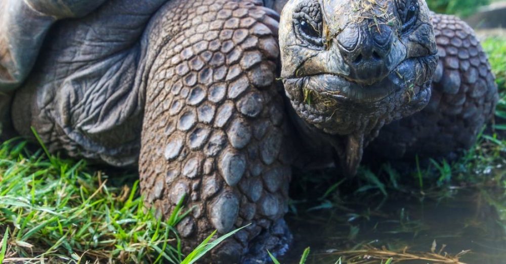 What Are the Most Endangered Species to See on Safari