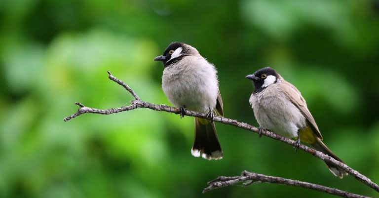 Birds - White and Black Birds Piercing on Tree Branch