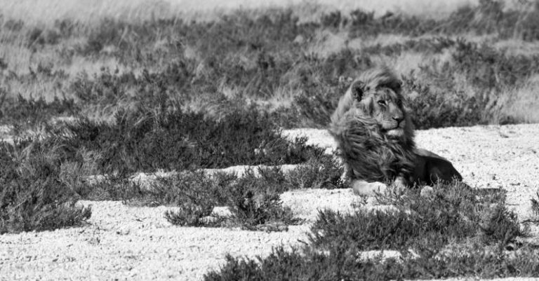 Wildlife Safaris -